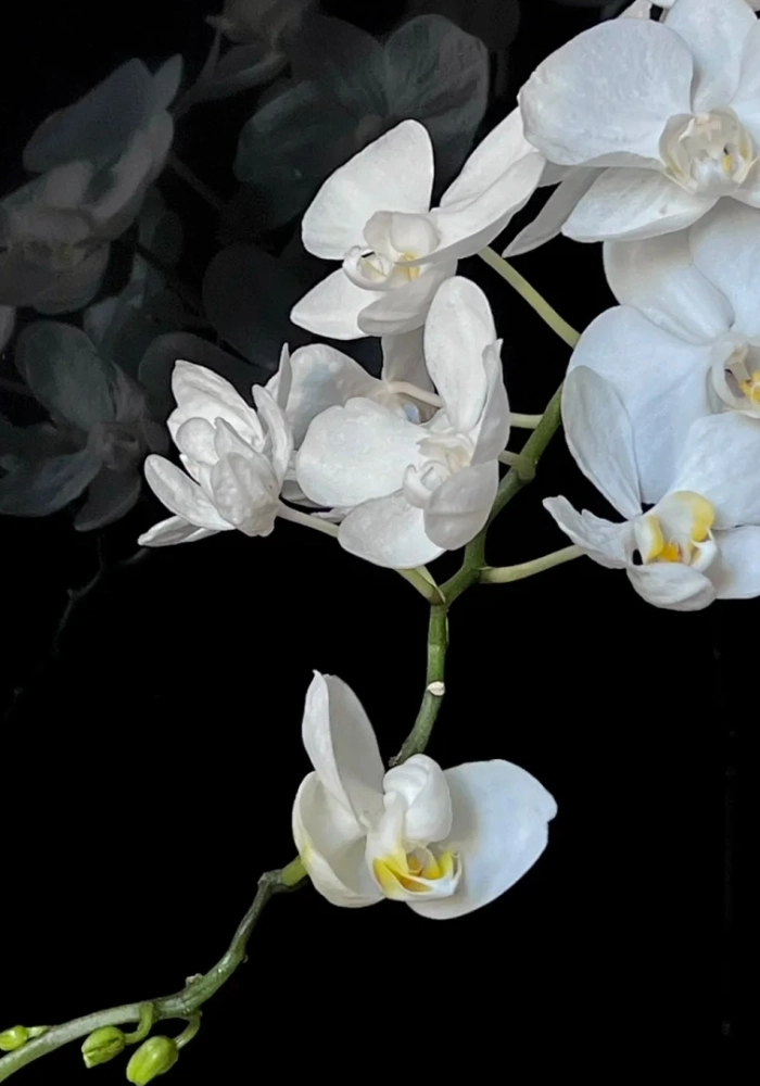 hình ảnh hoa lan trắng nở rộ