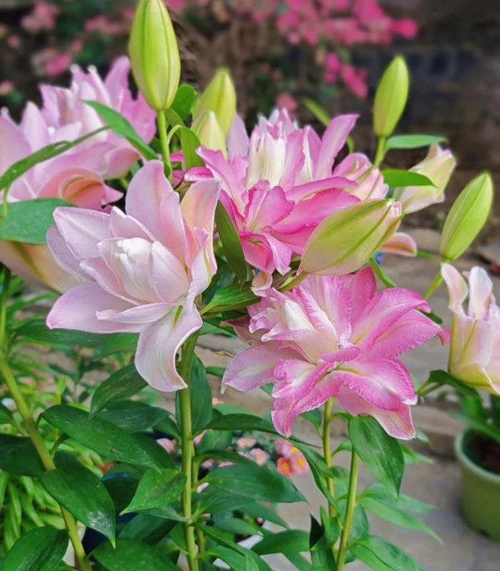 hình ảnh hoa ly hồng cánh sen