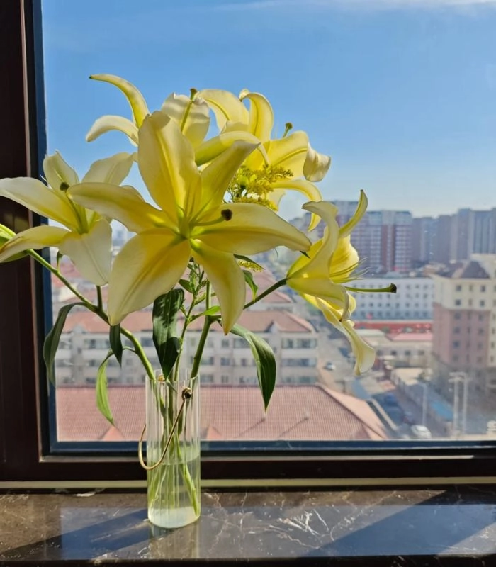 hình ảnh hoa ly vàng rực rỡ