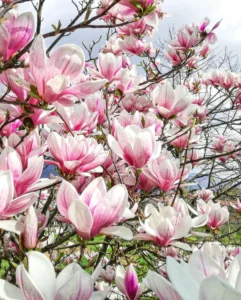 hình ảnh hoa mộc lan