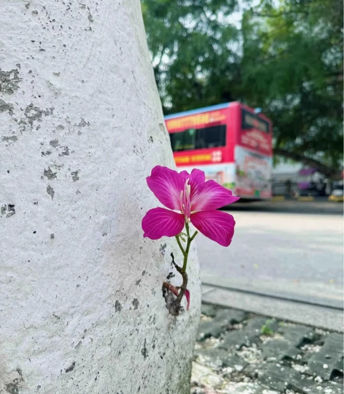 hình ảnh hoa mọc trên đá đẹp