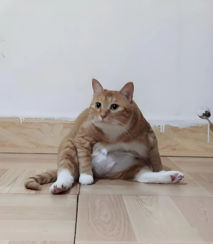 hình ảnh mèo cute đáng yêu vô tri