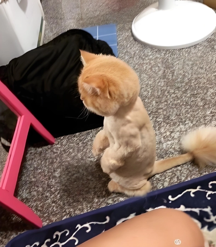 hình ảnh mèo cute phô mai que