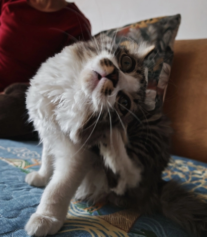 hình ảnh mèo vô tri cute đáng yêu