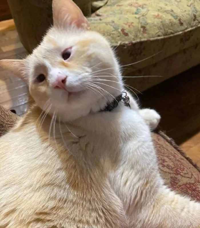 hình ảnh mèo vô tri cute