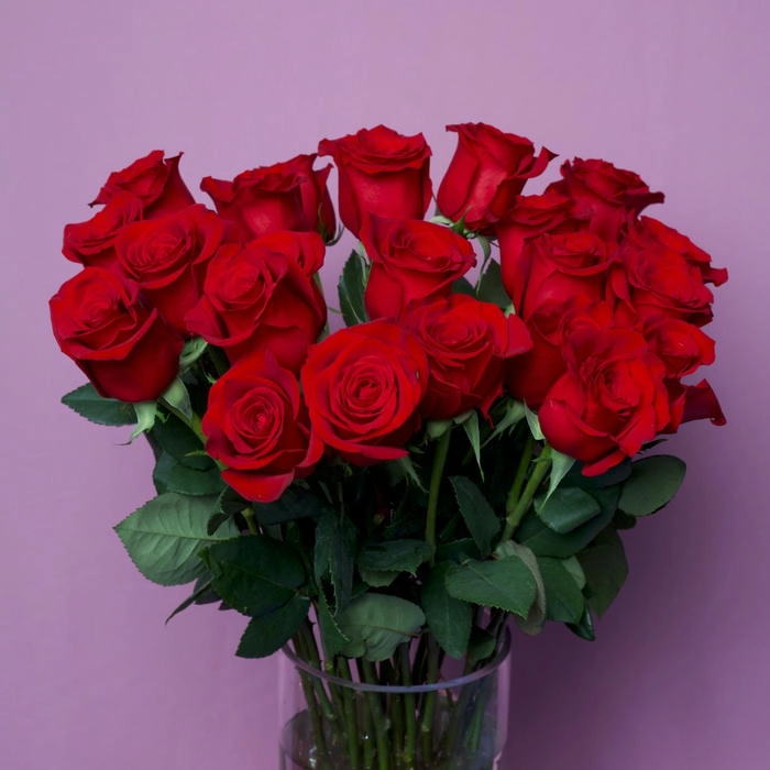 hình ảnh những bông hoa hồng màu đỏ