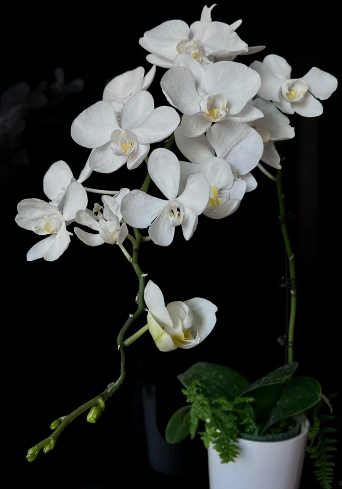 hình chậu hoa lan trắng