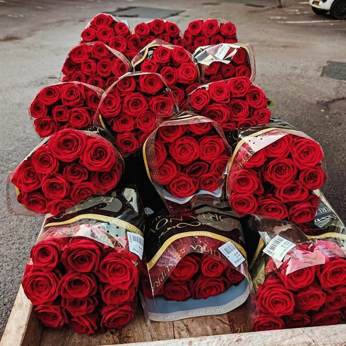 hình hoa hồng màu đỏ đẹp