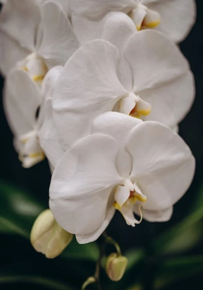 hình hoa lan trắng 4k siêu đẹp