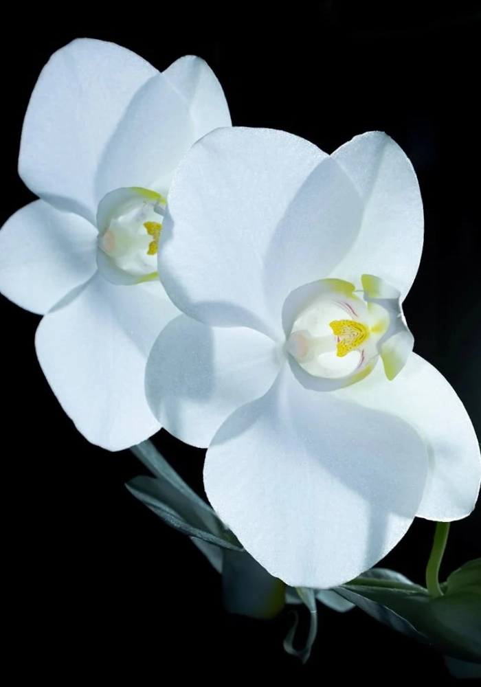 hình hoa lan trắng đẹp nhất