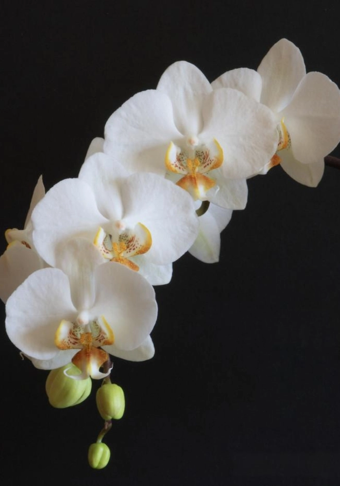 hình hoa lan trắng siêu đẹp