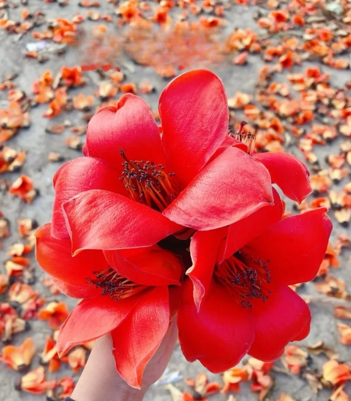 hình hoa mộc miên đẹp nhất