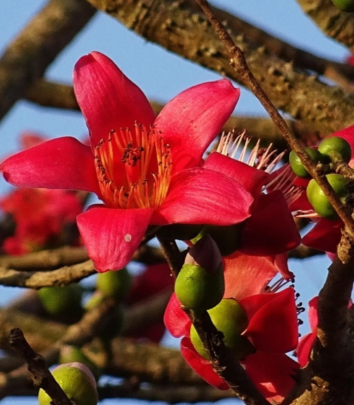 hình hoa mộc miên đẹp