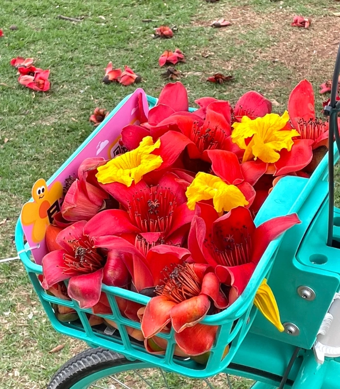 hình hoa mộc miên nhẹ nhàng