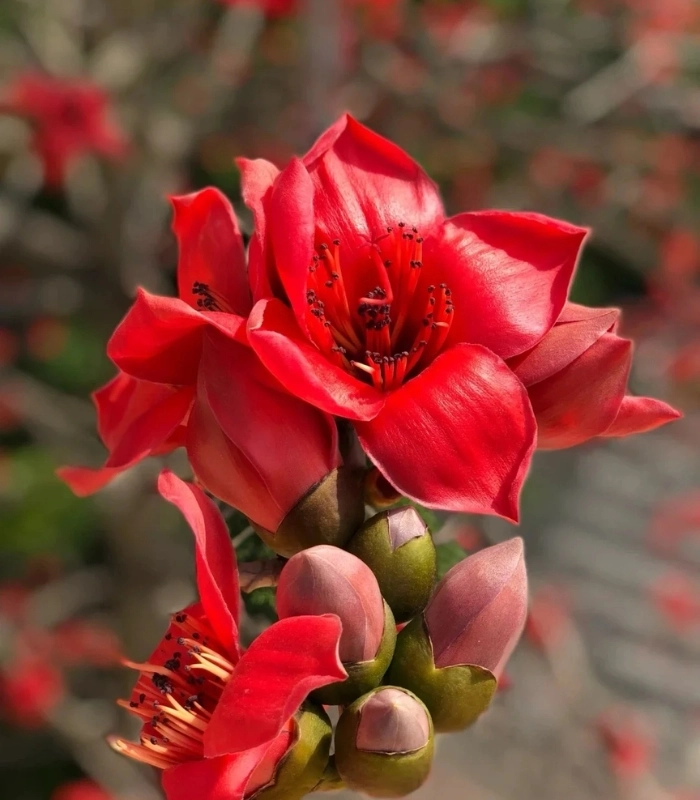 hình hoa mộc miên rực rỡ
