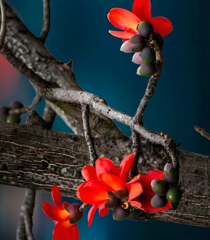 hình hoa mộc miên siêu đẹp