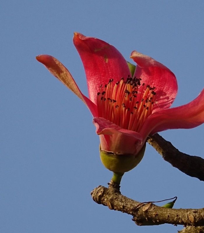 hình hoa mộc miên tươi sáng