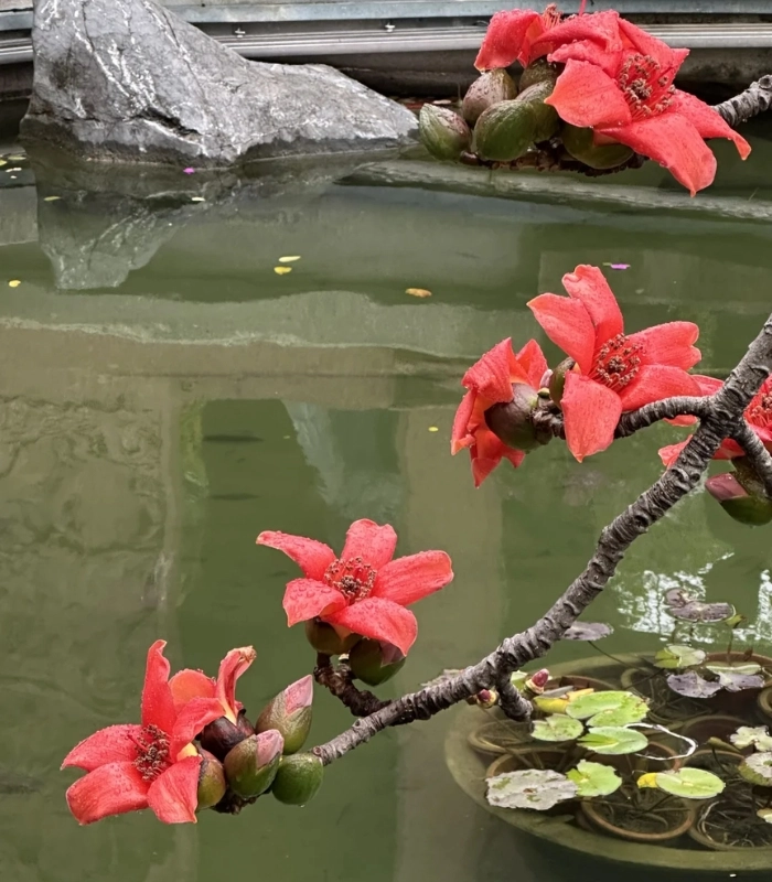 hình hoa mộc miên tuyệt đẹp