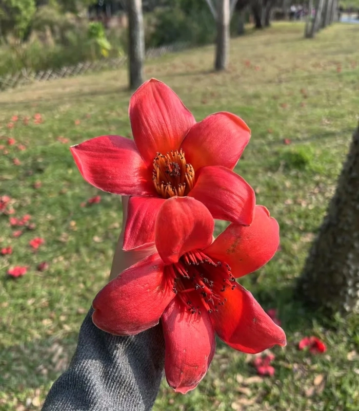 hình hoa mộc miên