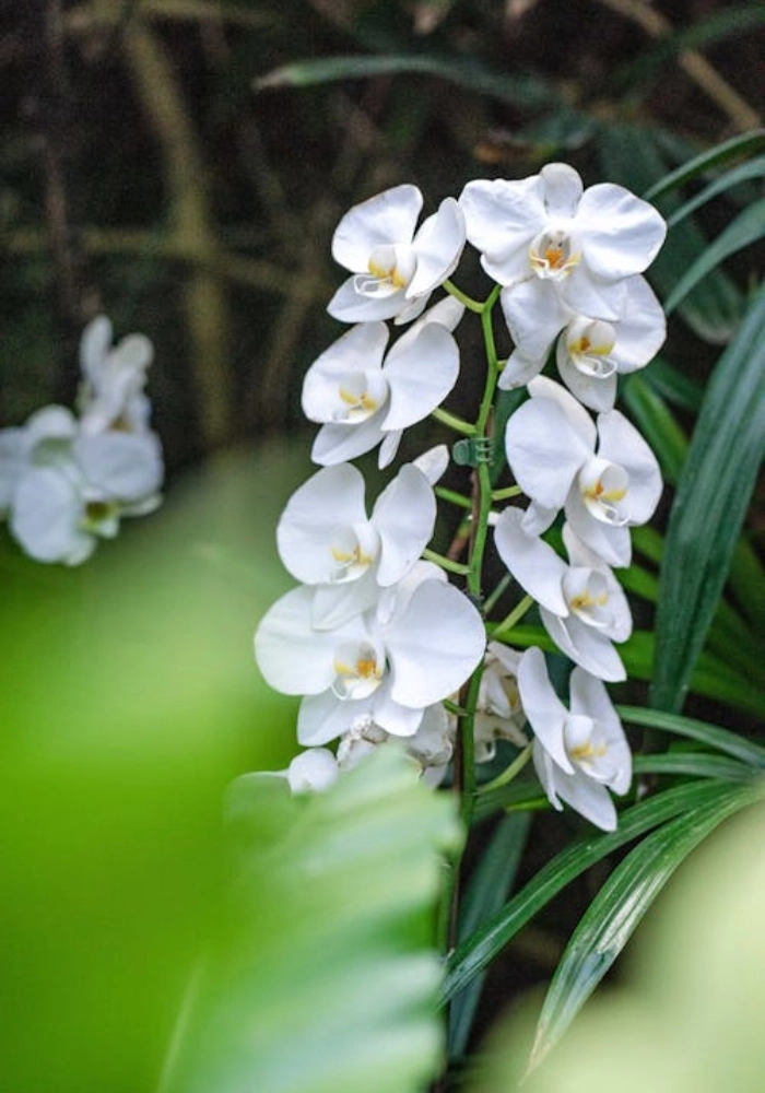hoa lan trắng đẹp nhất