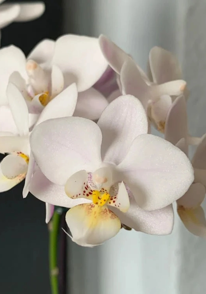 hoa lan trắng nở đẹp