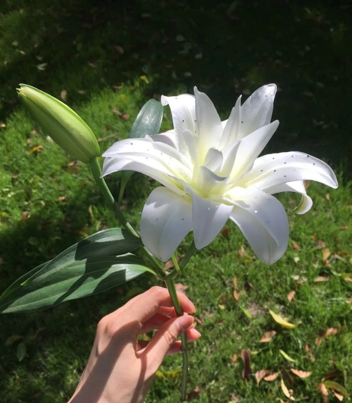 hoa ly trắng đón sáng