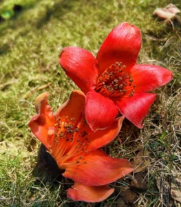 hoa mộc miên đẹp