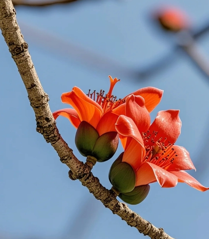 hoa mộc miên đẹp nhất
