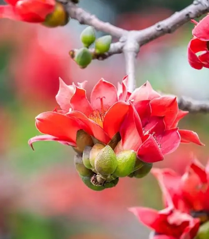 hoa mộc miên nhẹ nhàng