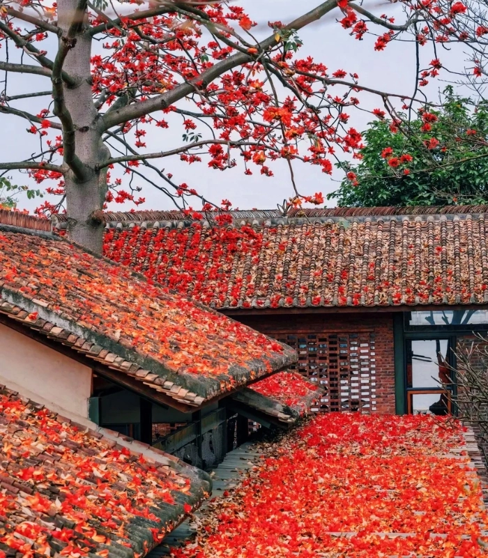 hoa mộc miên siêu đẹp