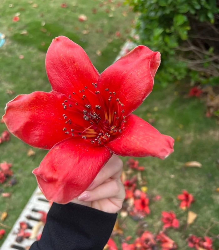 hoa mộc miên tươi sáng