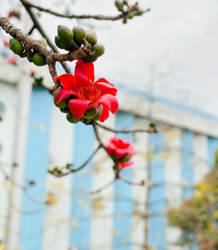 hoa mộc miên tươi