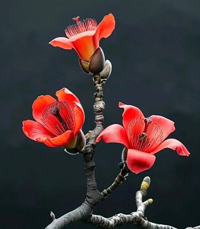 hoa mộc miên tuyệt đẹp