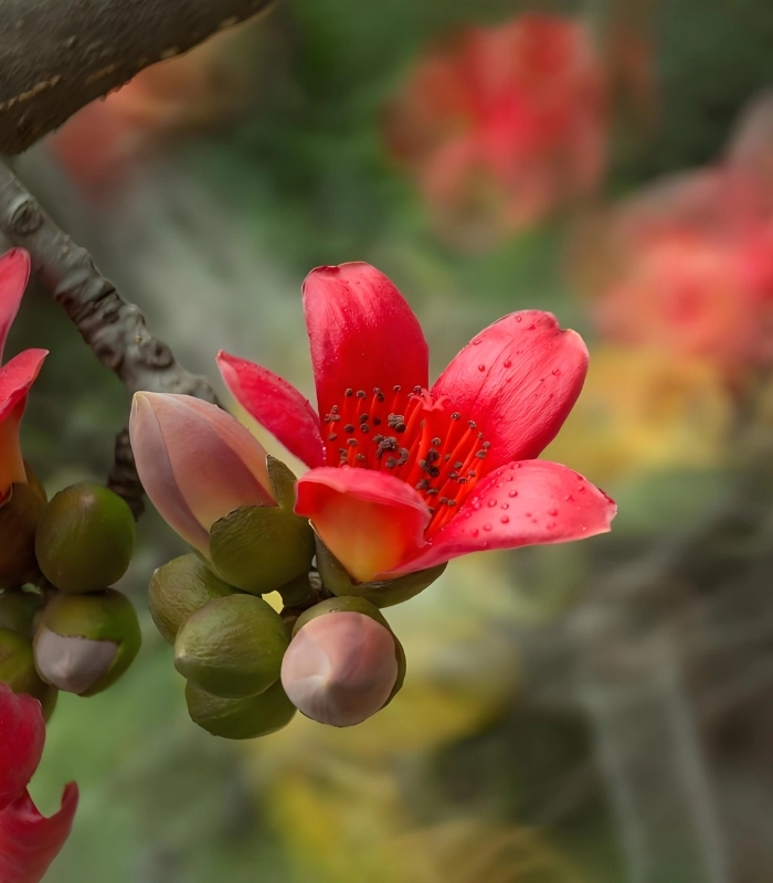 hoa mộc miên