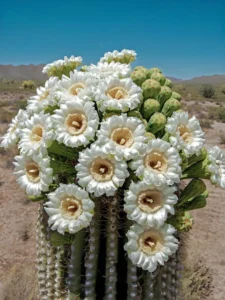 hoa xương rồng siêu to