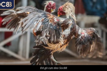 Soc88 – Đá Gà Trực Tiếp Với Cảm Giác Hồi Hộp Không Ngừng