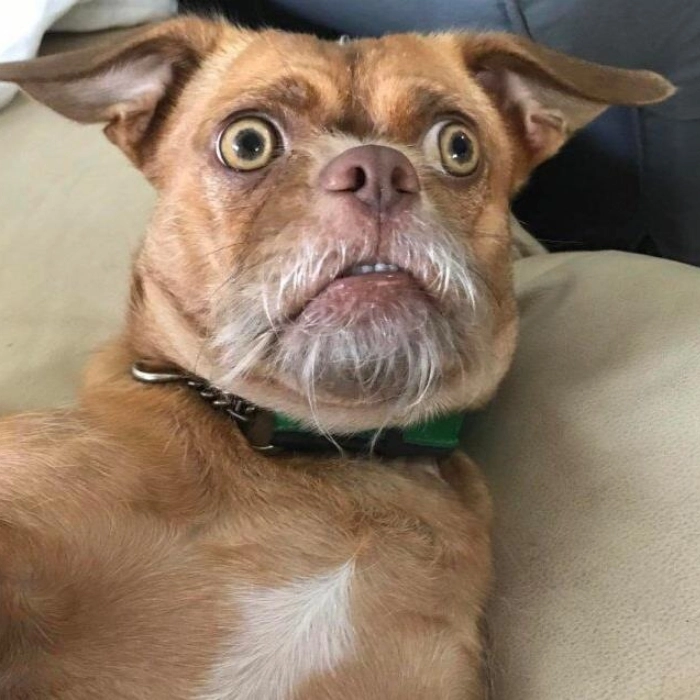 meme face biểu cảm bất ngờ