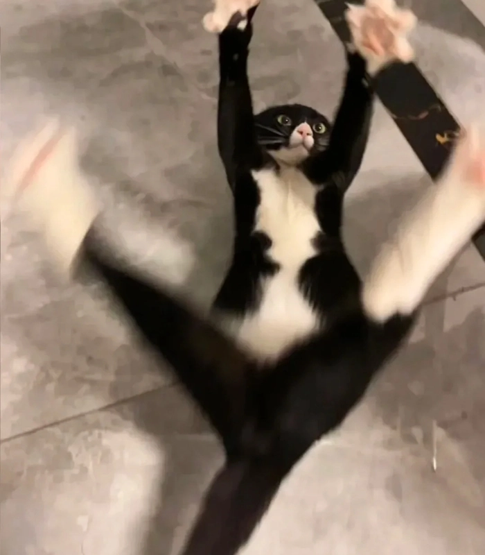 mèo cute đáng yêu vô tri hài hước