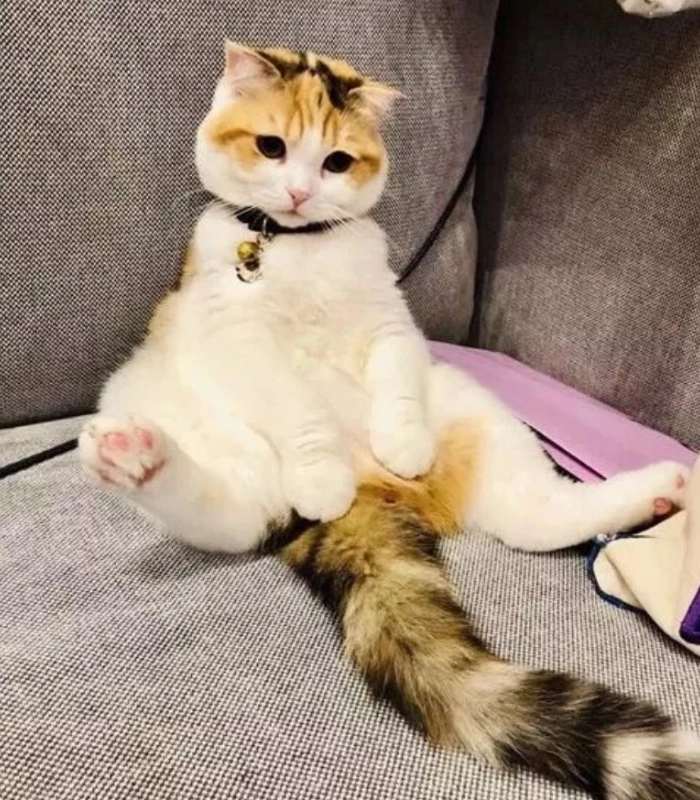 mèo cute đáng yêu vô tri