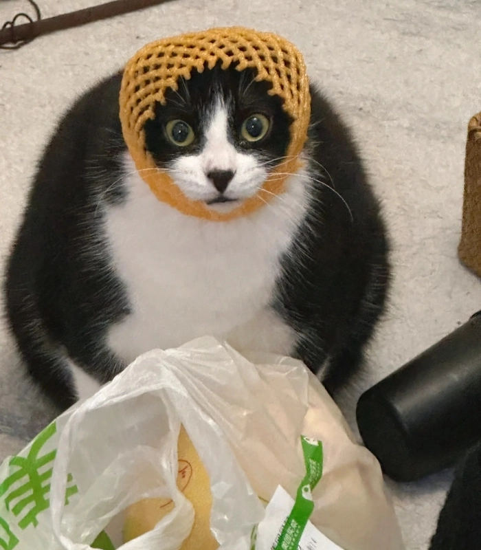 mèo cute vô tri