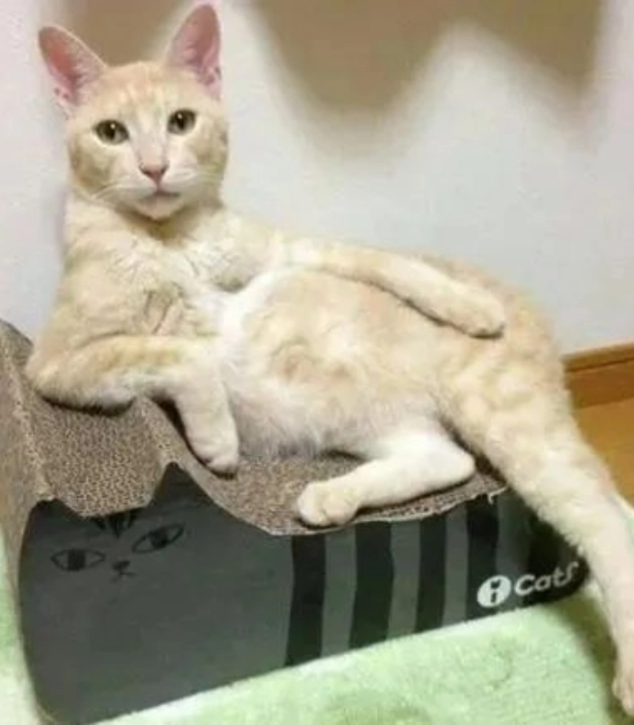 mèo vô tri cute hài hước