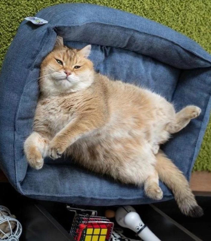 mèo vô tri cute nằm