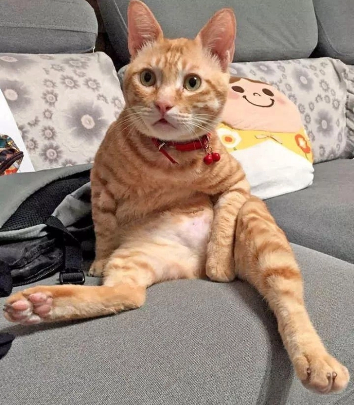 mèo vô tri cute tấu hài