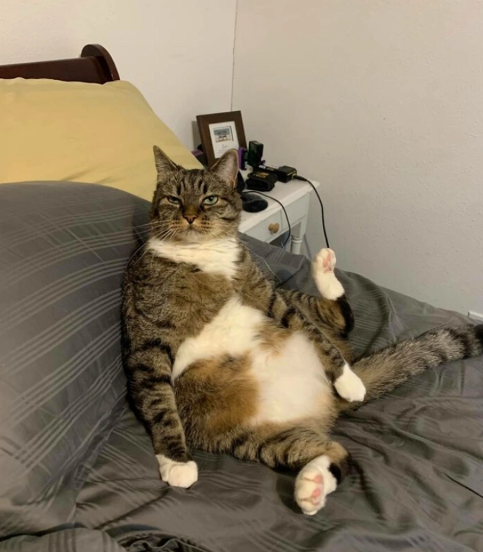 mèo vô tri cute
