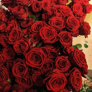 những bông hoa hồng màu đỏ nở rộ