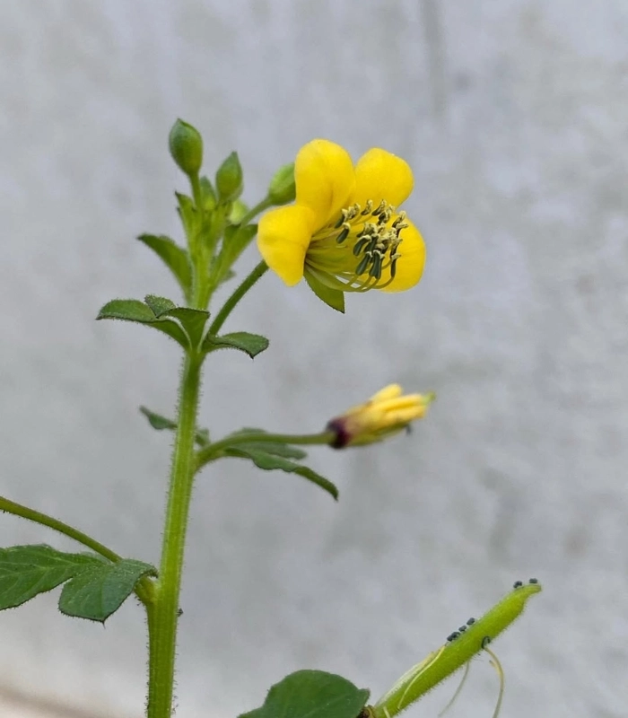 Ảnh cây mần ri hoa vàng dân dã