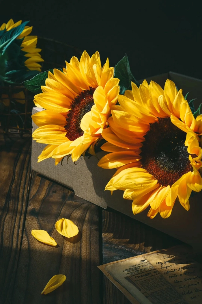 Ảnh hoa hướng dương đơn giản dễ thương