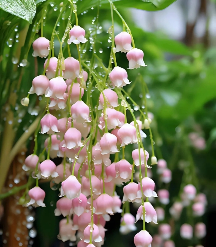 Ảnh nền điện thoại hoa linh lan hồng