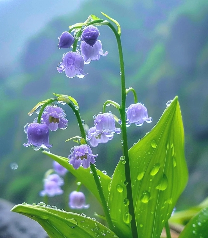 Ảnh nền hoa linh lan màu pastel