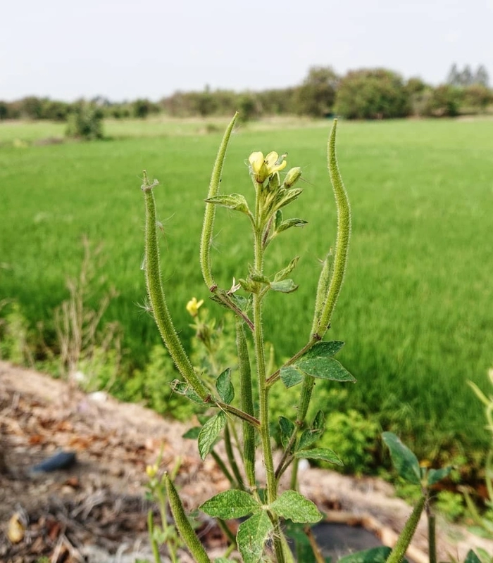 Cây mần ri hoa vàng dưới ánh sáng